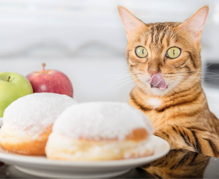 The cat licks his lips while looking at the donuts. The choice between unhealthy and healthy food.