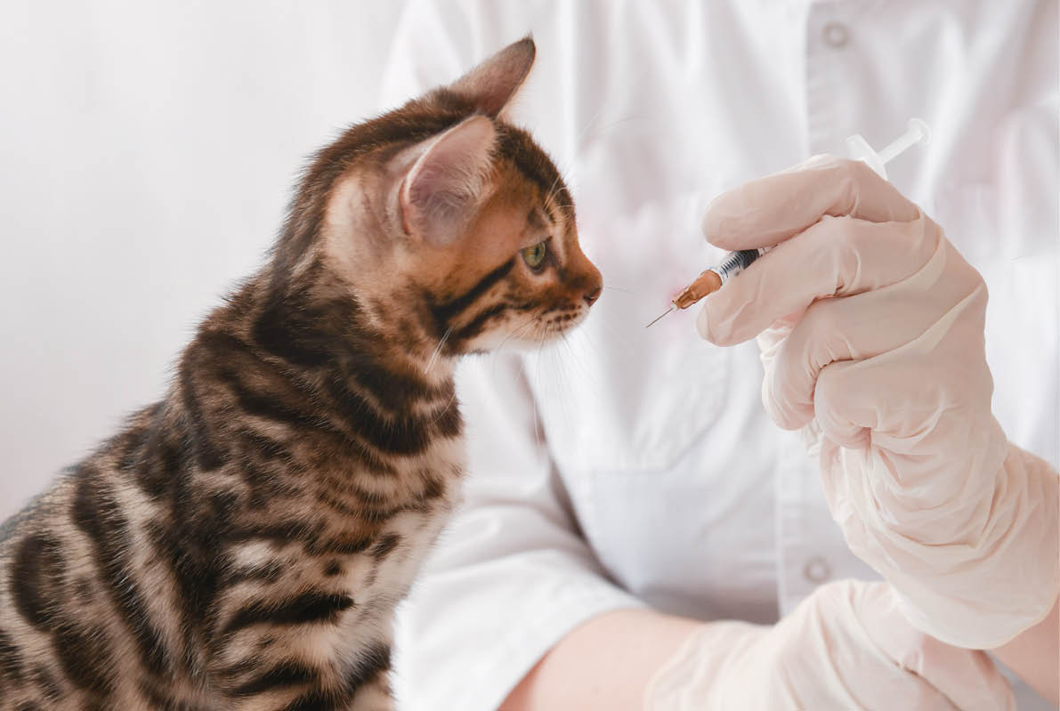 The veterinarian shows the kitten a syringe. Bengal kitten sits on the table in front of the doctor. The animal looks closely at the syringe. Vaccination concept. Animal treatment concept. Reception