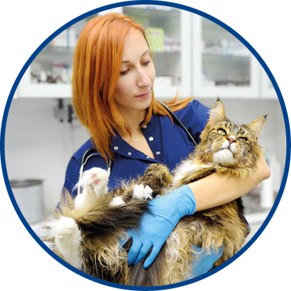 Professional veterinarian examining a Maine Coon cat at a veterinary clinic. Pet examination and vaccination in the veterinary office. Team of doctors checks cat for breed compliance.