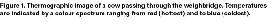 Figure 1. Thermographic image of a cow passing through the weighbridge. Temperatures are indicated by a colour spectr...