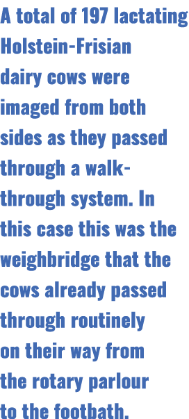A total of 197 lactating Holstein Frisian dairy cows were imaged from both sides as they passed through a walk throug...