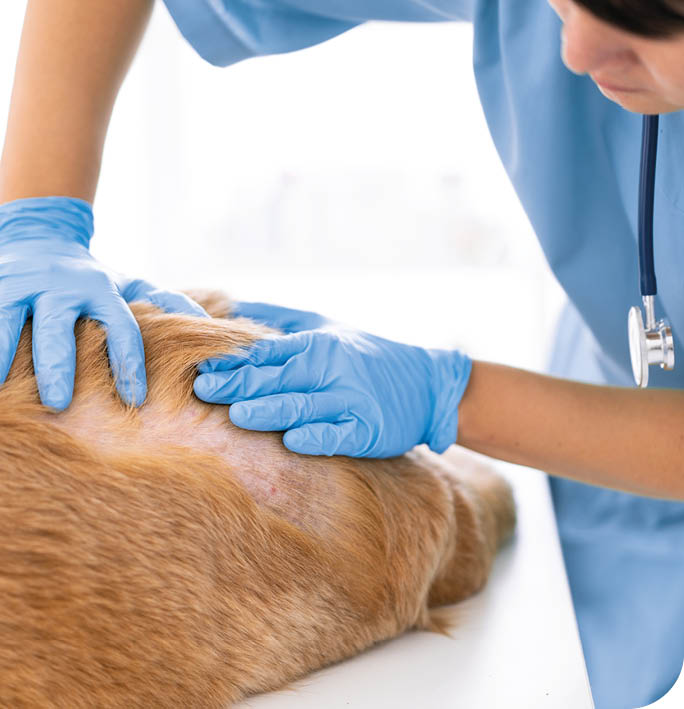 Unidentified veterinarian exam the dog skin problem, concept of healthcare, medical and skin disease in pet animal.