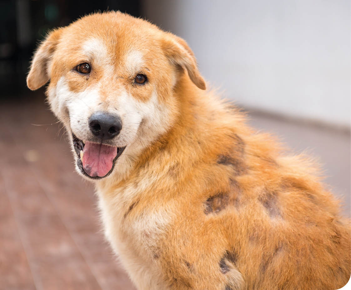 A Brown stray dog skin disease leprous.