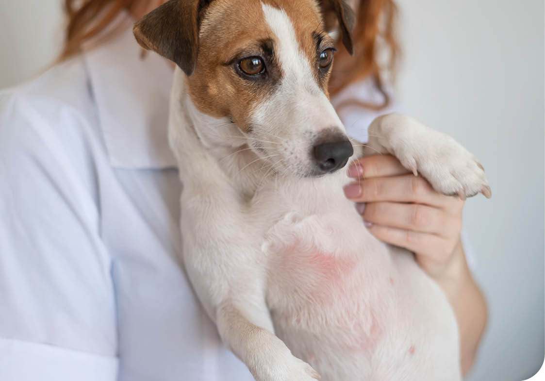 Veterinarian holding a jack russell terrier dog with dermatitis. 
