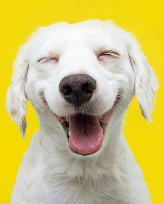 Happy puppy dog smiling on isolated yellow background.