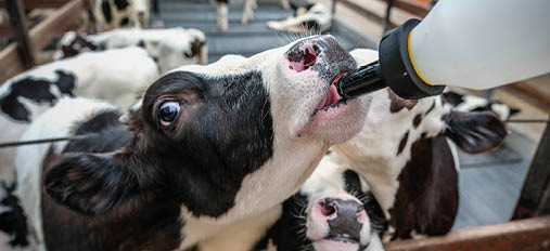 Feeding Milk Replacer to Calves