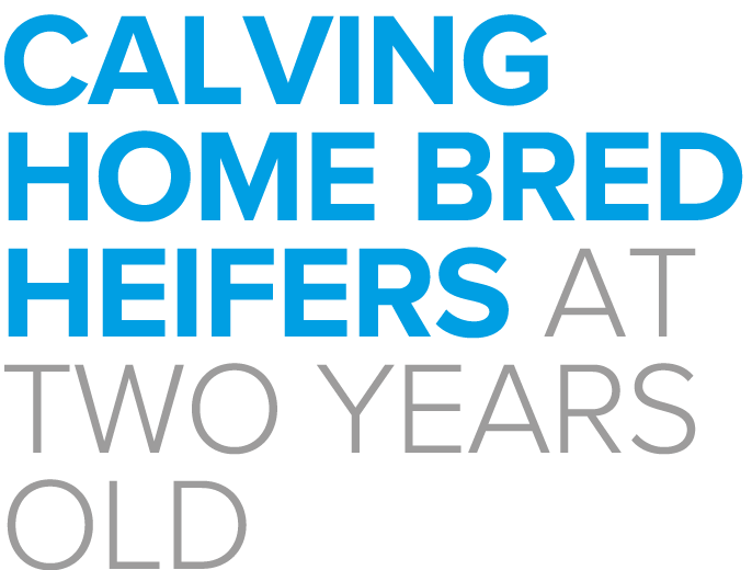 Calving home bred heifers at two years old