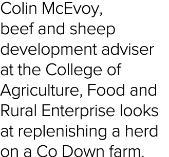 Colin McEvoy, beef and sheep development adviser at the College of Agriculture, Food and Rural Enterprise looks at re   