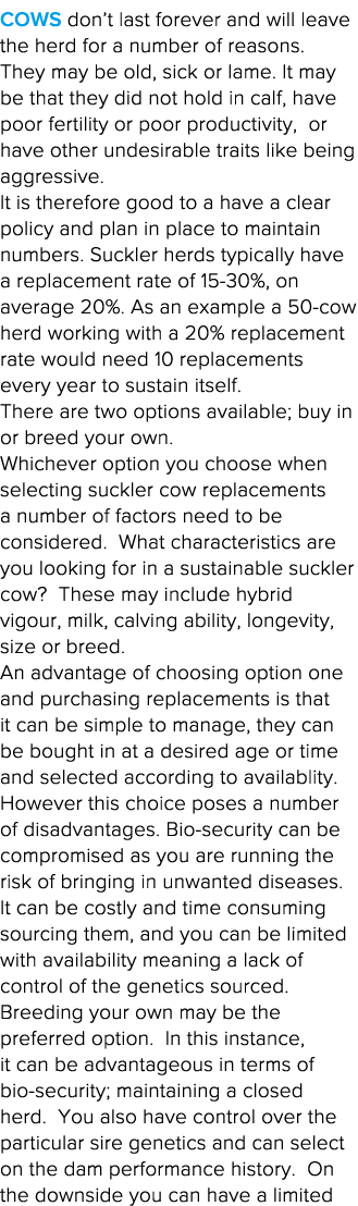 Cows don t last forever and will leave the herd for a number of reasons   They may be old, sick or lame  It may be th   
