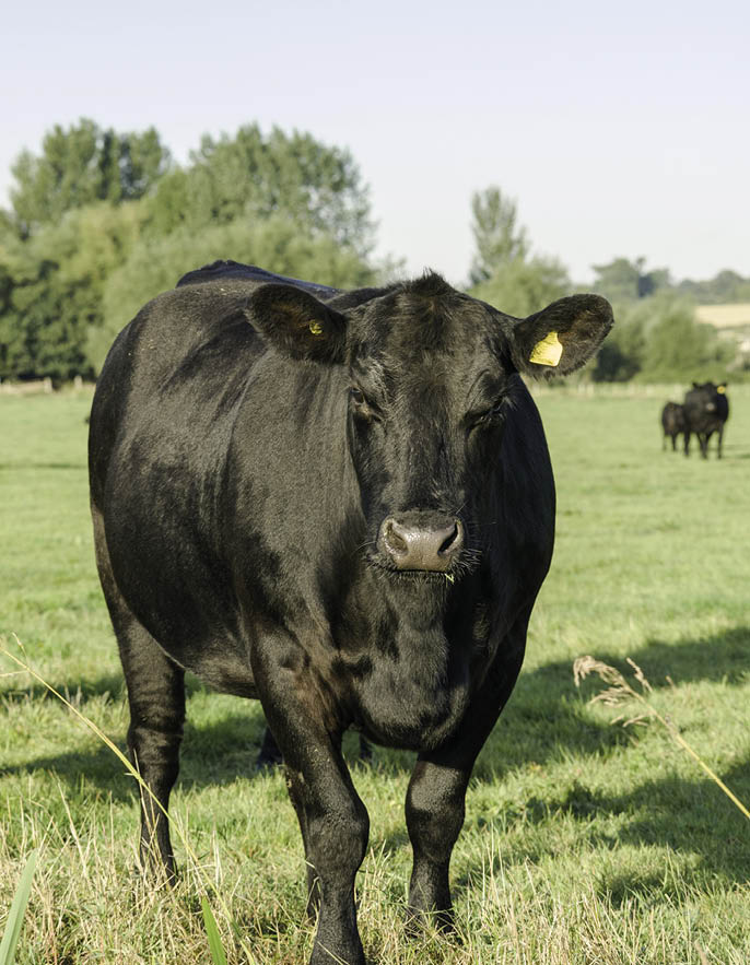 Pedigree black Aberdeen Angus heifer on the Somerset levels
