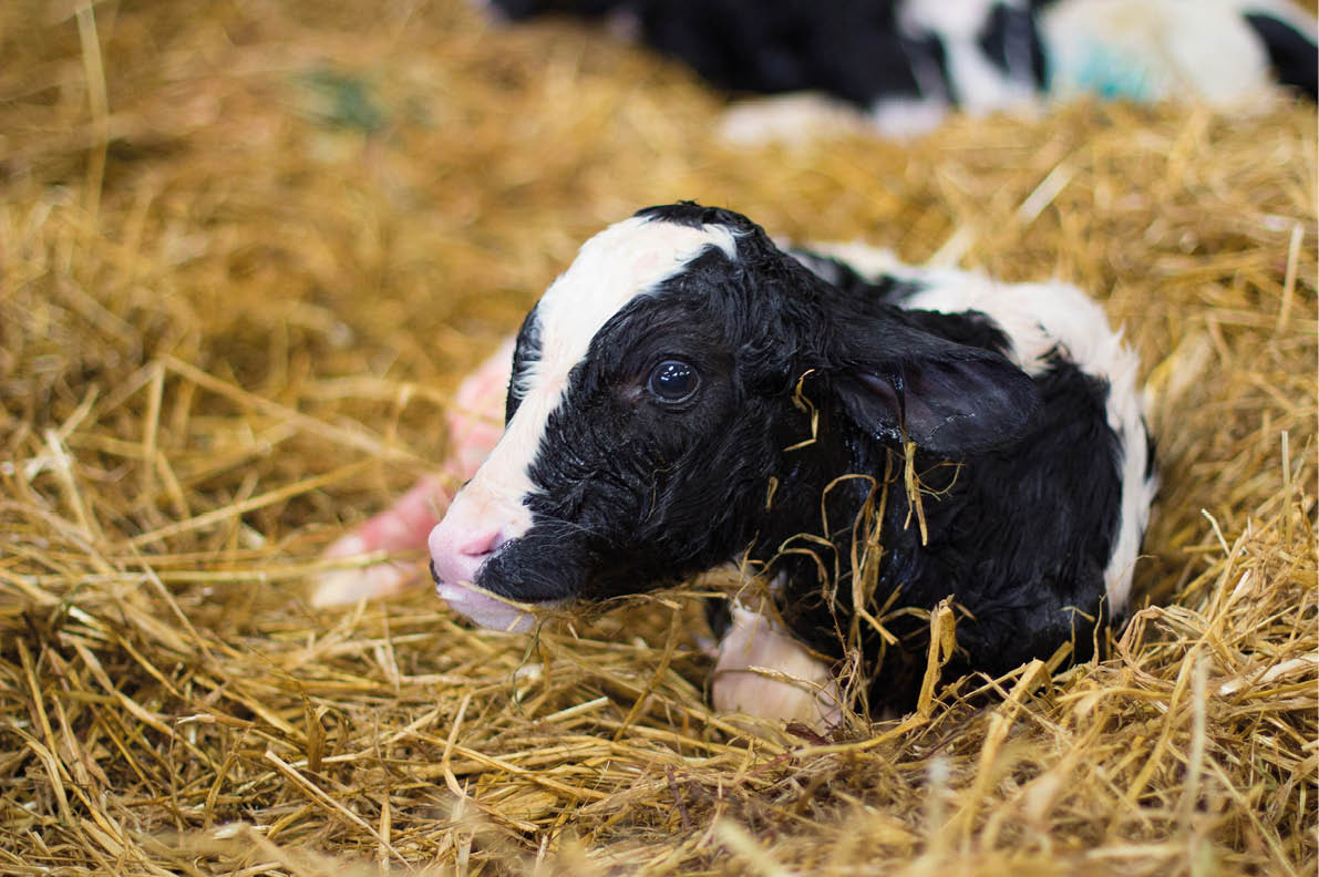 new born calf resting on straw bed