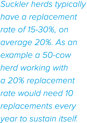 Suckler herds typically have a replacement rate of 15-30%, on average 20%  As an example a 50-cow herd working with a   