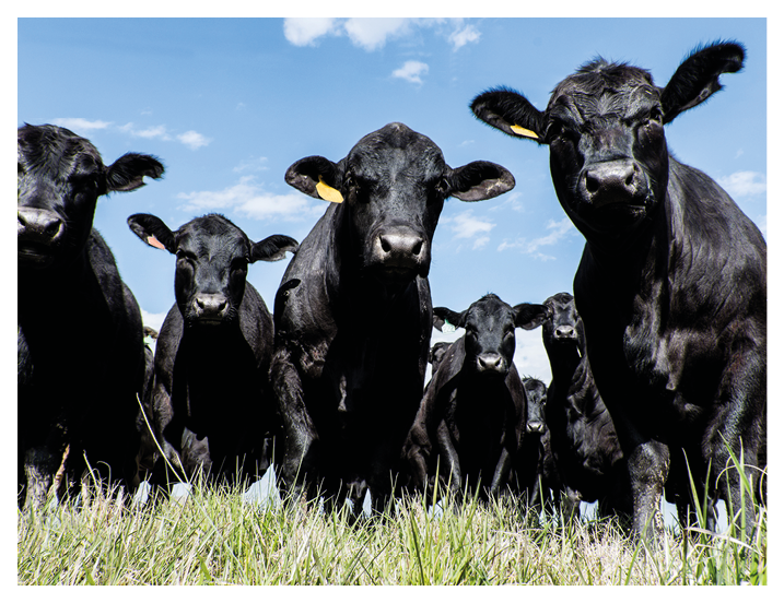 Black Angus bull and heifers shot close up from a low angle with blue sky background
