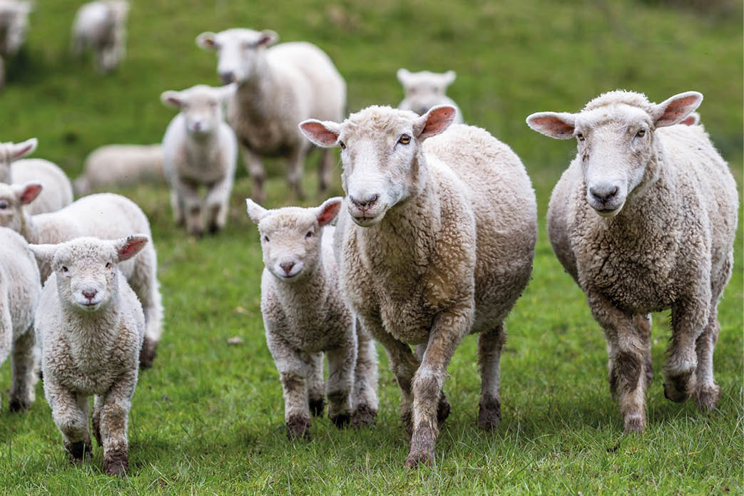 New Zealand farm sheep lambs