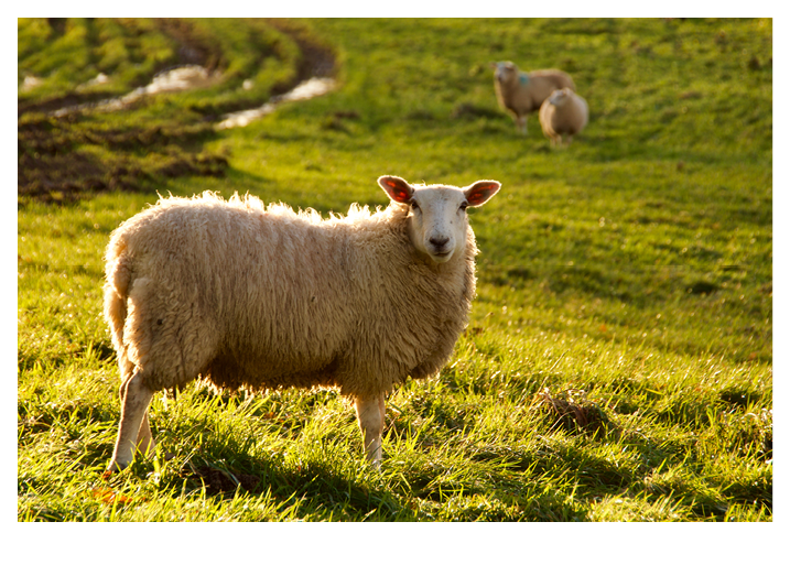 lone sheep in meadow with november sun 