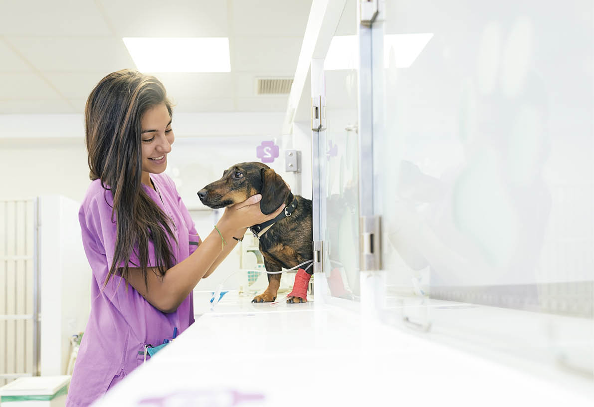 Veterinarian doctor hugging a beautiful dog  Veterinary Concept 