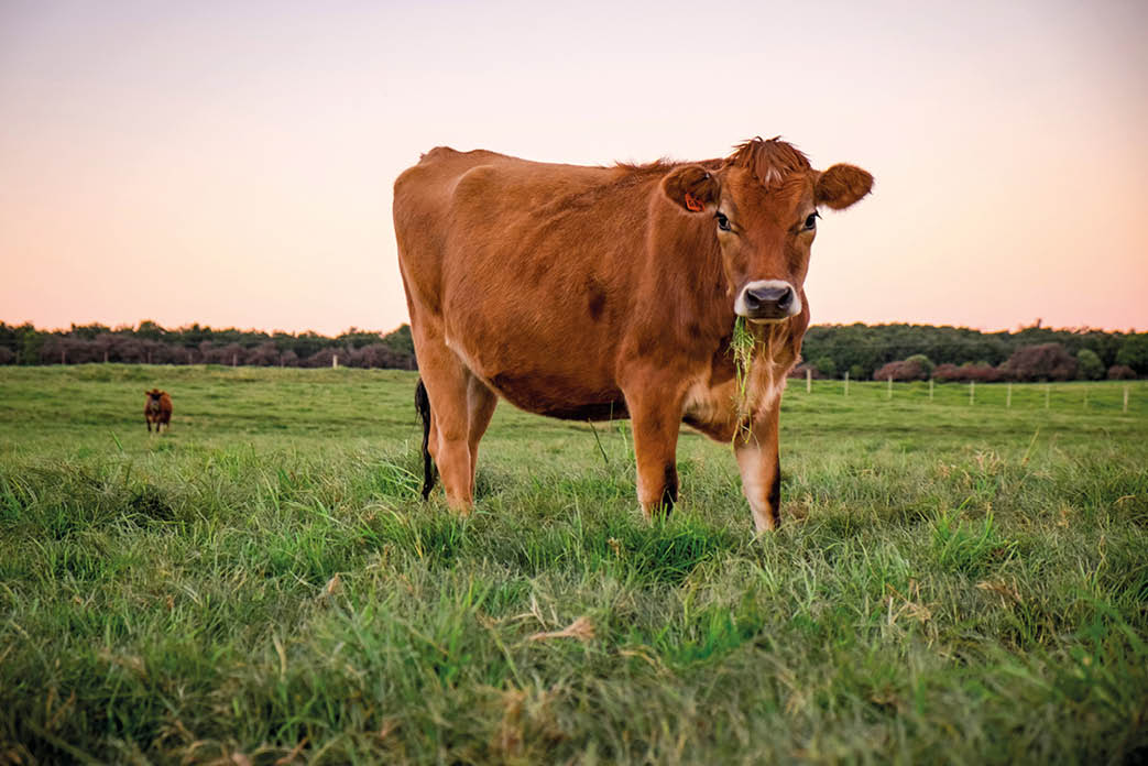 Jersey heifer in field at dusk