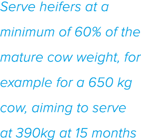 Serve heifers at a minimum of 60% of the mature cow weight, for example for a 650 kg cow, aiming to serve at 390kg at   
