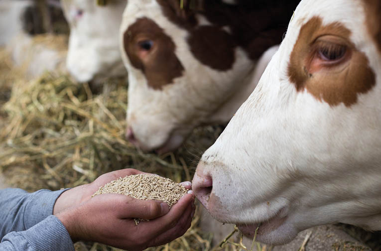 Farmer holding dry food in granules in hands and giving them to cows in stable