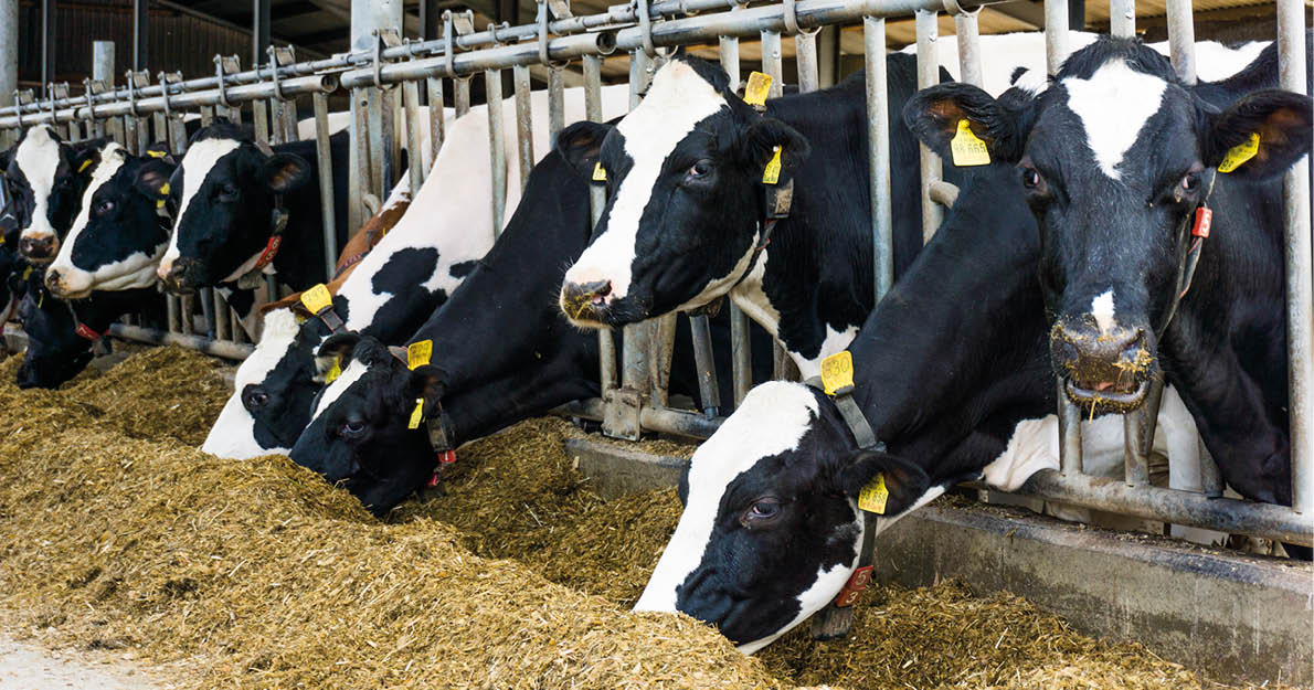 cows in a farm  Dairy cows in a farm