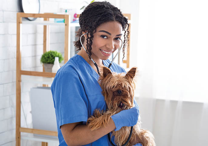 Smiling female vet doc conducting medical examination of little Yorkshire terrier in light clinic, empty space