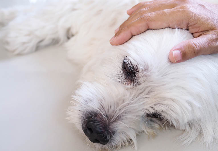 owner used hand massage on pet head  white dog is sick and sleeping on floor, Caring for pets with love and care 