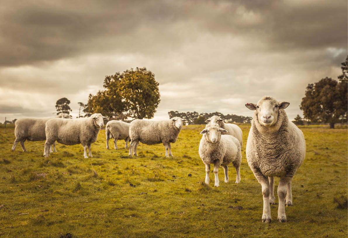 Australian countryside rural autumn landscape  Group of sheep grazing in paddock at farm