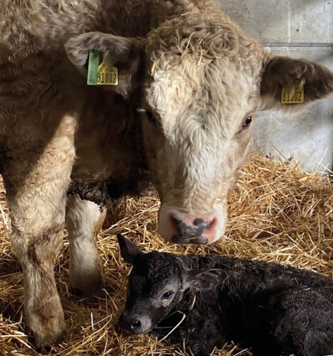 A cow and a calf are lying down in a hay-covered pen. AI generated content