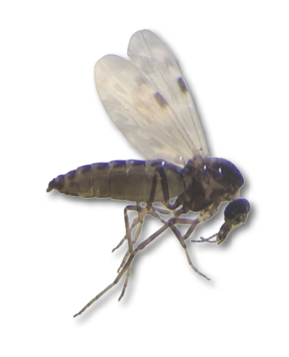 A large insect with long legs and wings is captured in a close-up shot. AI generated content