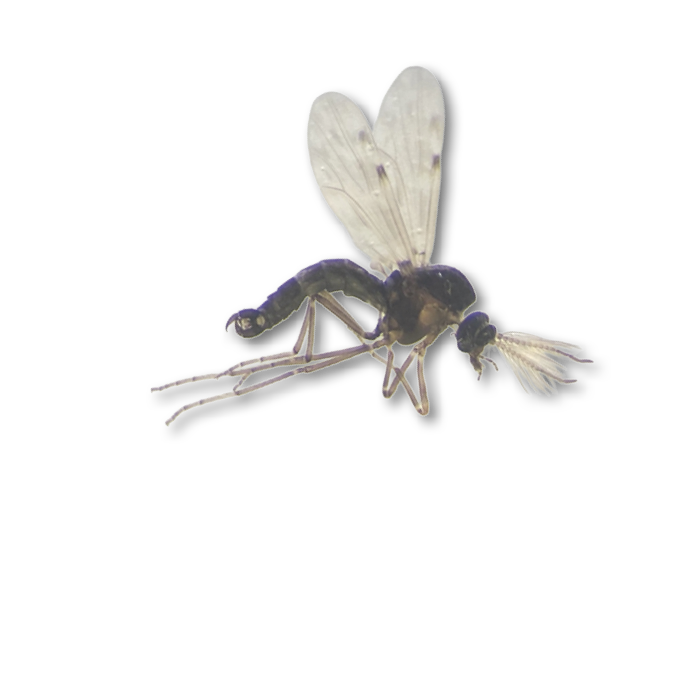 A black and white photo of a fly with its wings spread. AI generated content