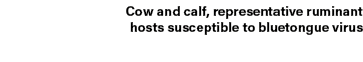 Cow and calf, representative ruminant hosts susceptible to bluetongue virus