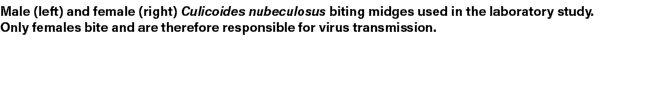 Male (left) and female (right) Culicoides nubeculosus biting midges used in the laboratory study. Only females bite a...