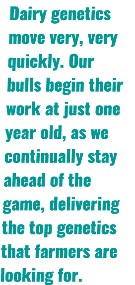 Dairy genetics move very, very quickly. Our bulls begin their work at just one year old, as we continually stay ahead...