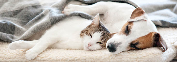 Two dogs sleeping on a bed, one white and one brown and white. AI generated content