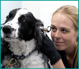 A woman wearing a blue shirt is examining a black and white dog. AI generated content