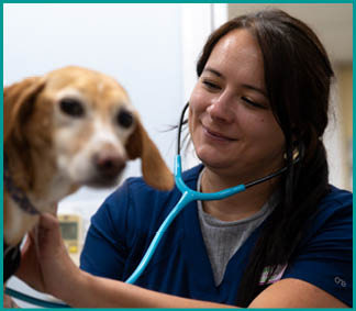 A woman wearing a blue shirt and a stethoscope is petting a dog. AI generated content