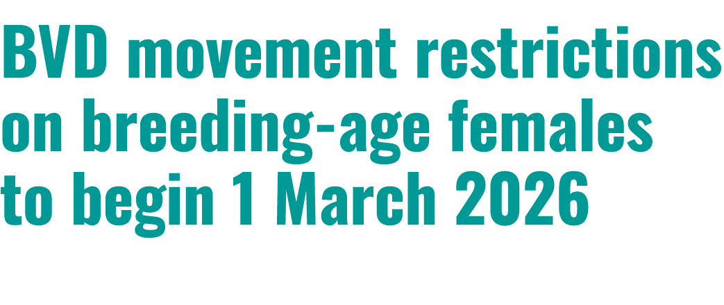 BVD movement restrictions on breeding age females to begin 1 March 2026 
