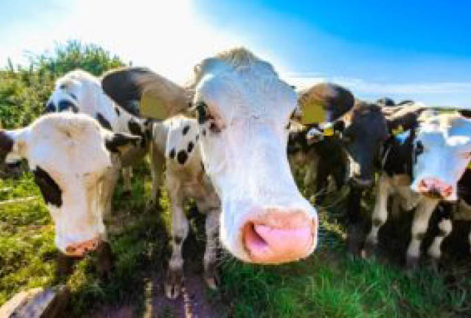 A group of cows are standing in a grassy field. AI generated content