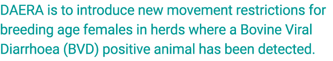 DAERA is to introduce new movement restrictions for breeding age females in herds where a Bovine Viral Diarrhoea (BVD...