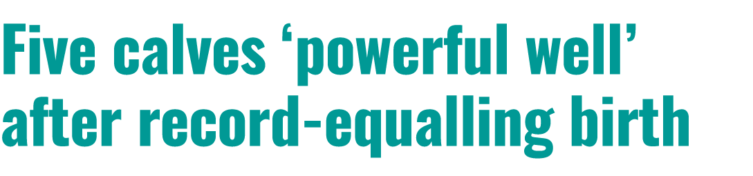 Five calves ‘powerful well’ after record equalling birth