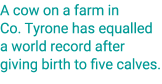 A cow on a farm in Co. Tyrone has equalled a world record after giving birth to five calves.