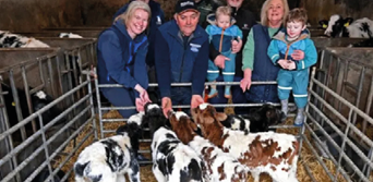 A group of people, including a man and a woman, are holding a baby in a pen with several calves. AI generated content