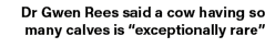Dr Gwen Rees said a cow having so many calves is “exceptionally rare”