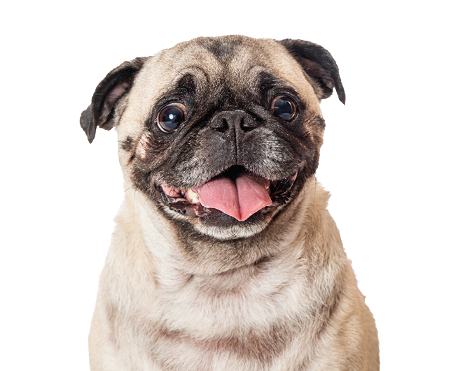 A small dog with a pink tongue and a smile on its face. AI generated content