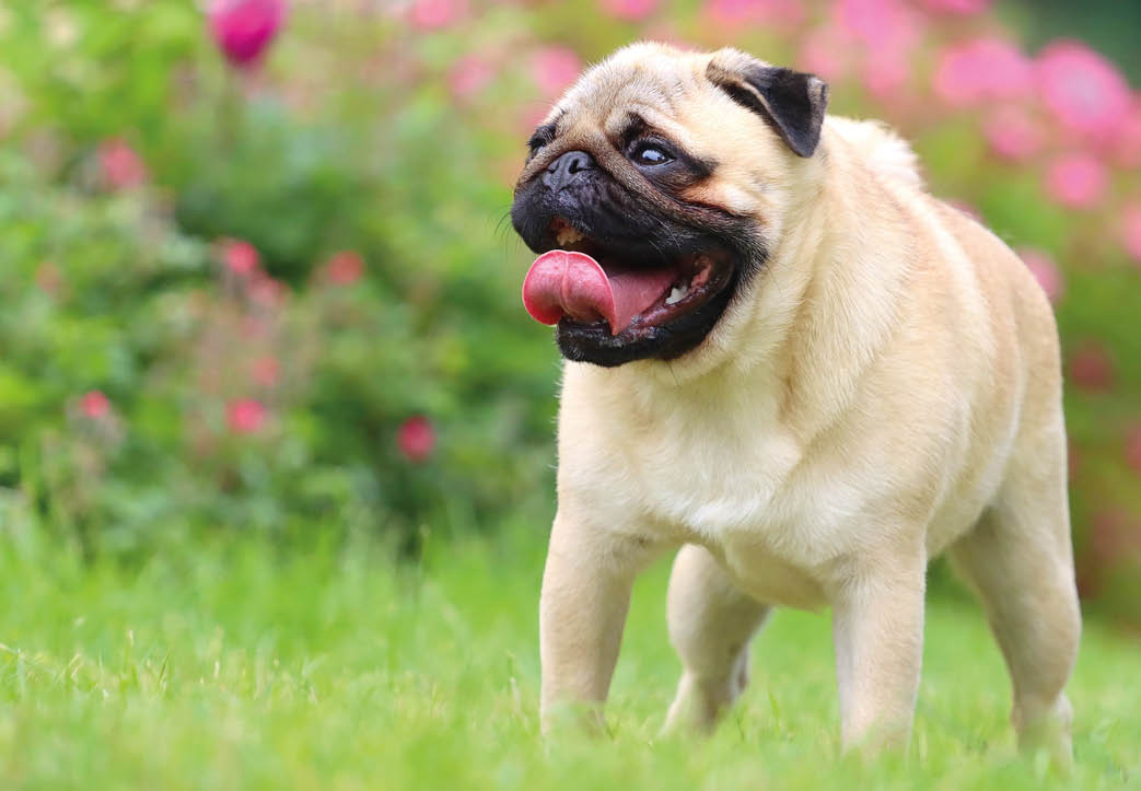 A pug dog is standing in a field of flowers, with its tongue out. AI generated content