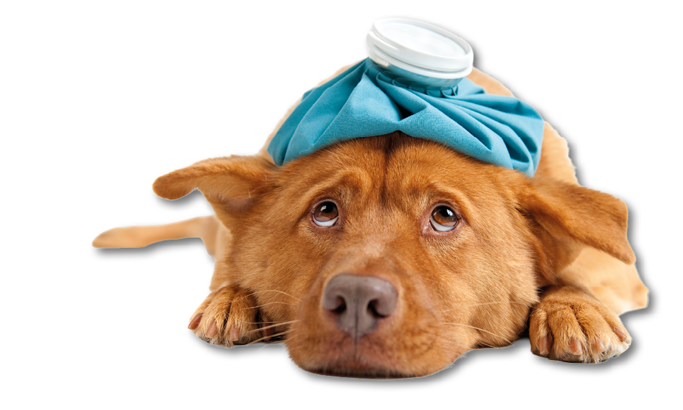 A dog with a blue bandage on its head, looking sad. AI generated content