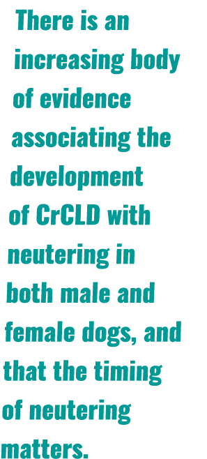 There is an increasing body of evidence associating the development of CrCLD with neutering in both male and female d...