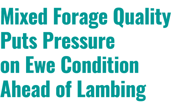 Mixed Forage Quality Puts Pressure on Ewe Condition Ahead of Lambing