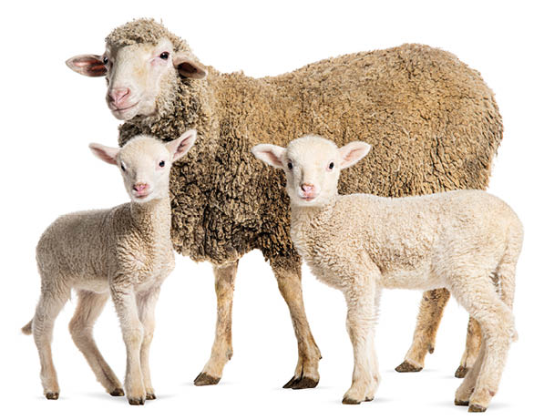 Three sheep, one adult and two young, standing together. AI generated content