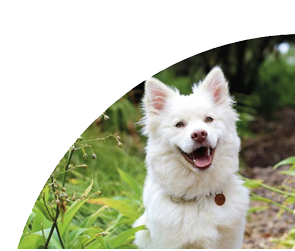 A white dog with a collar and a tag is sitting in the grass. AI generated content